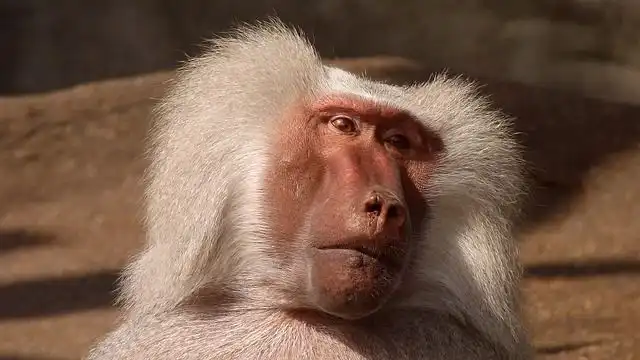 baboon image