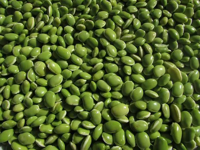 beans image