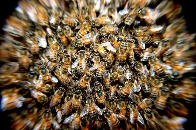 bees image