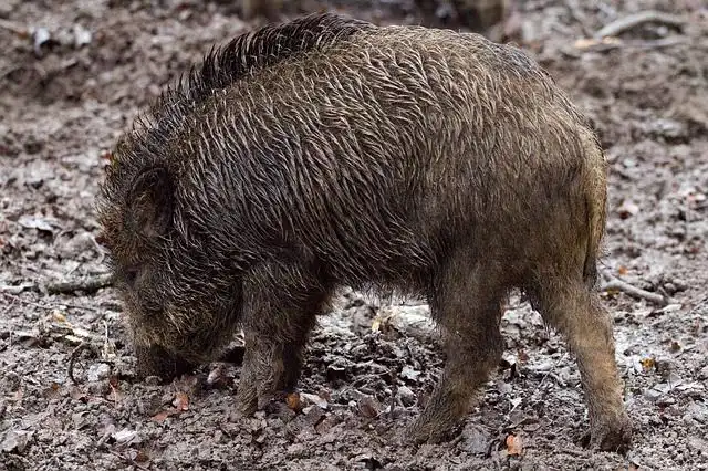 boar image