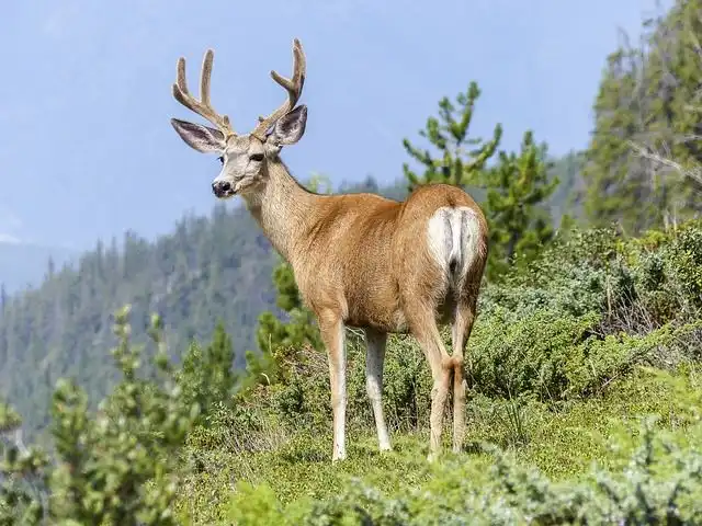 buck image