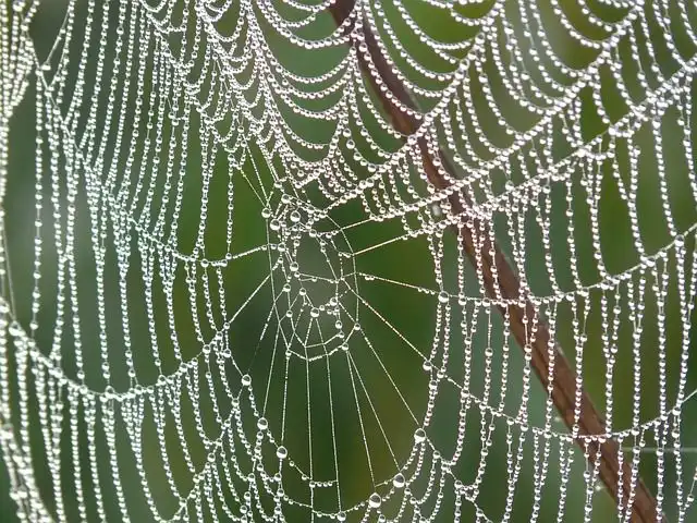 cobweb image