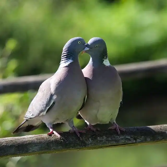 cooing-of-pigeons image