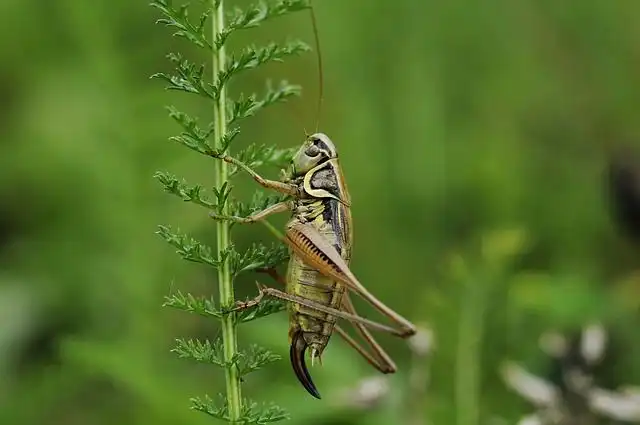 crickets image