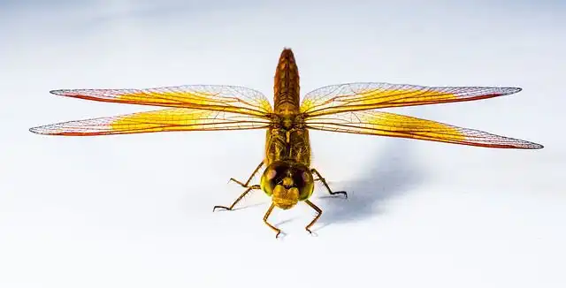 dragonfly image