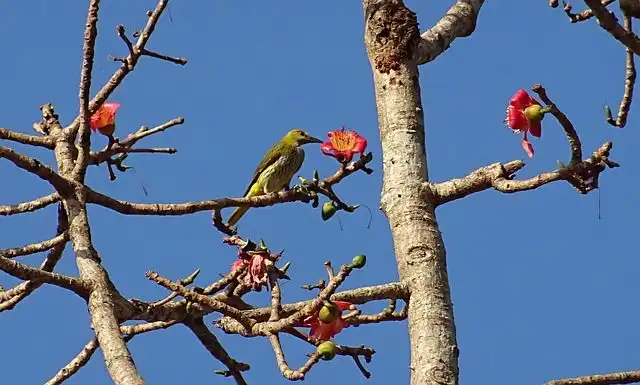 golden-oriole image