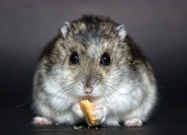 hamster image