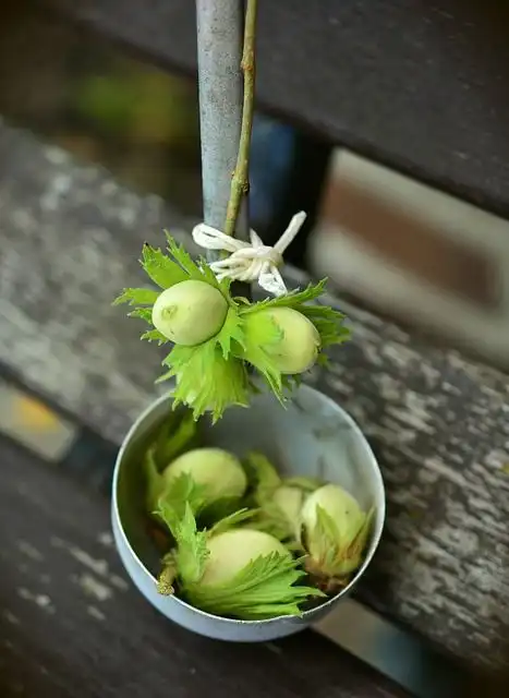 hazelnut-tree image