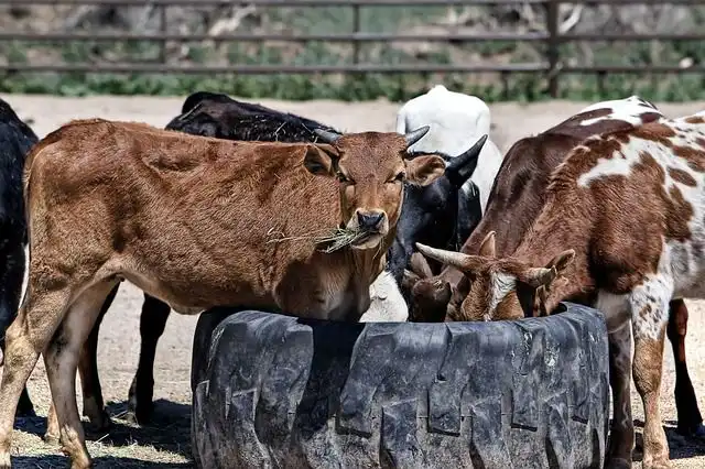 herd-of-cattle image