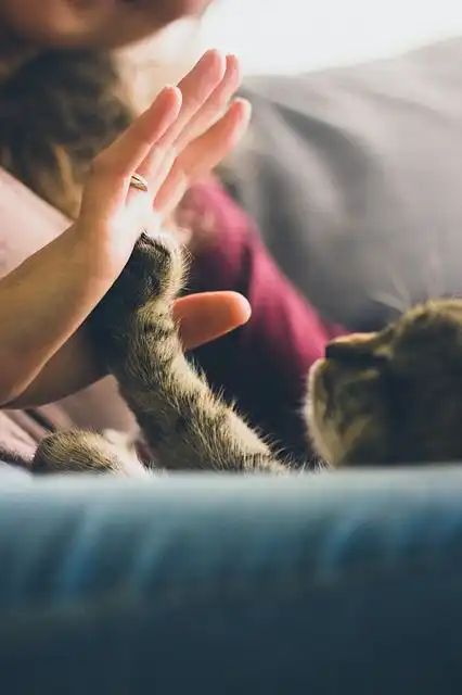 high-five image