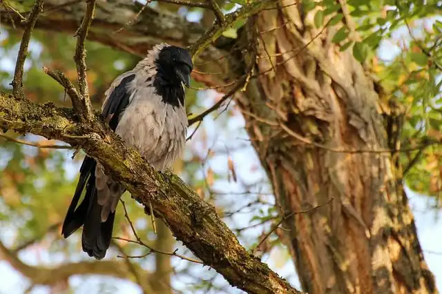 hooded-crow image