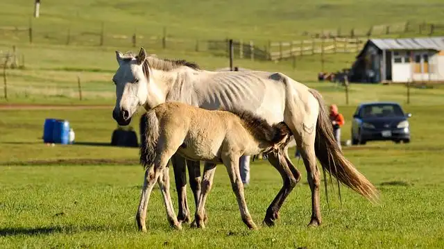 horse-milk image