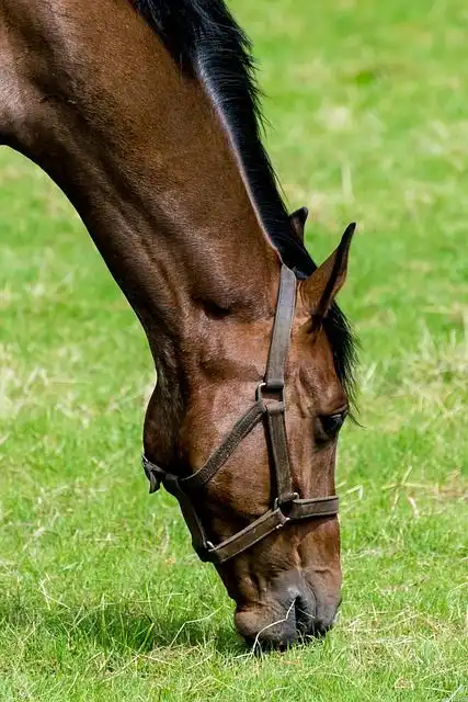 horseback-riding image