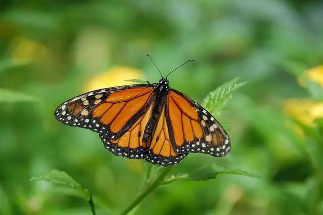 insects-island image