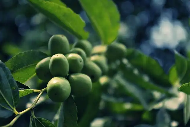 jujube-tree image