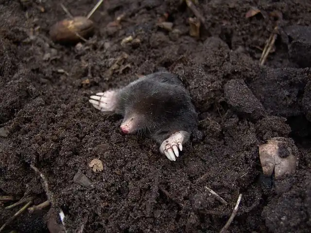 moles image