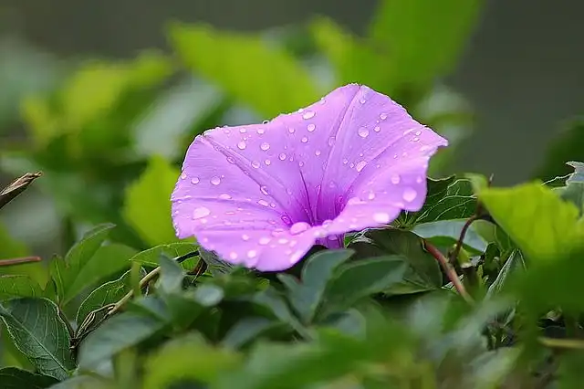 morning-glory image