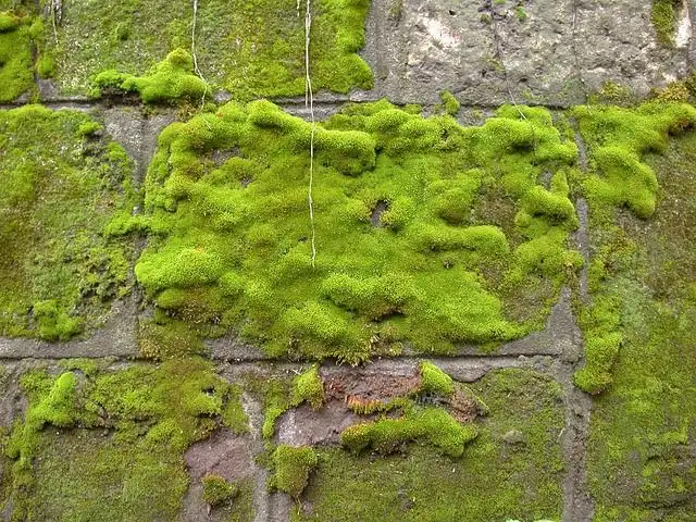 moss image