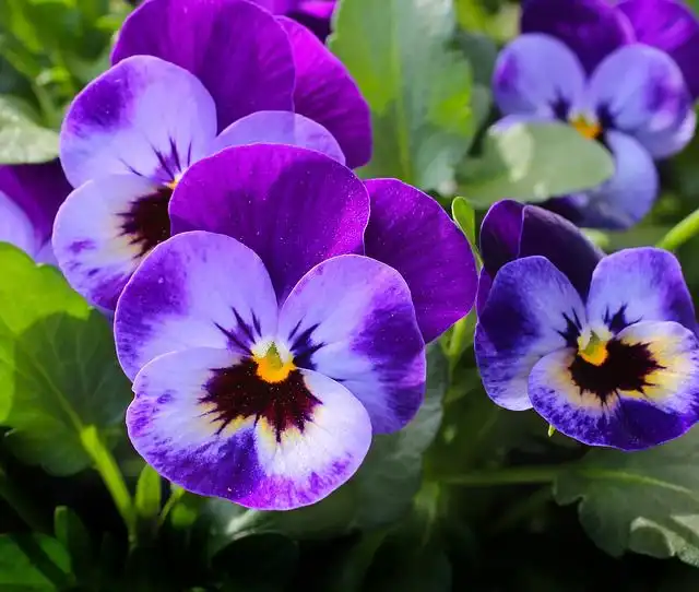 pansy image