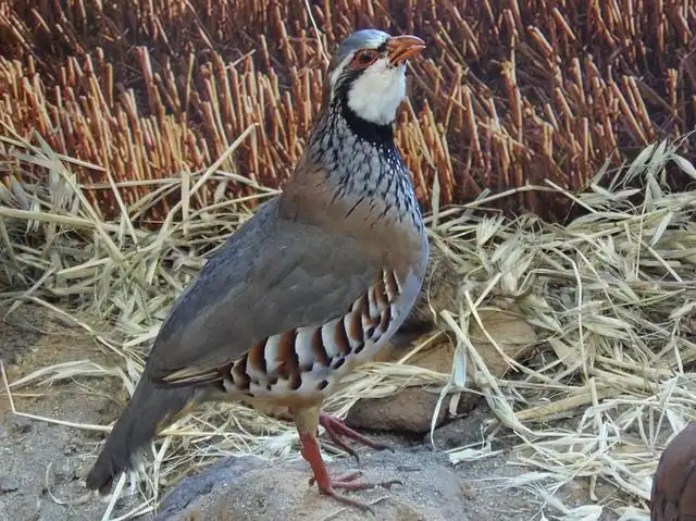 partridges image