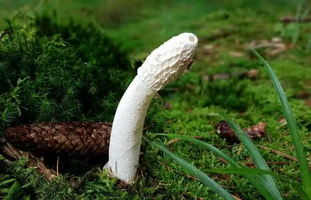 phallus image