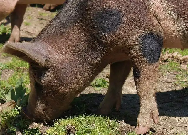 pig image