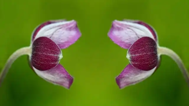 red-anemones image