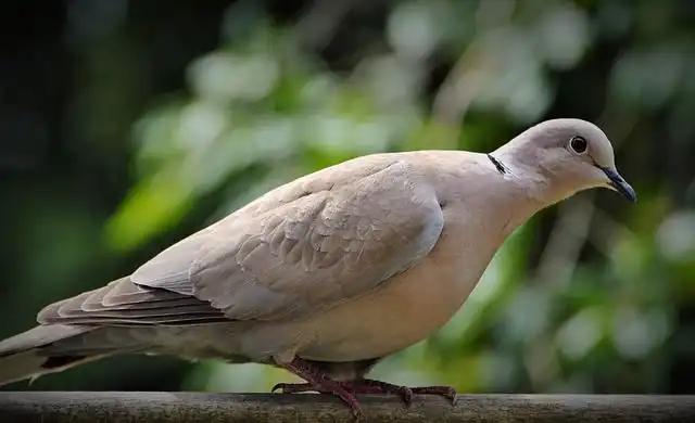 ringdove image