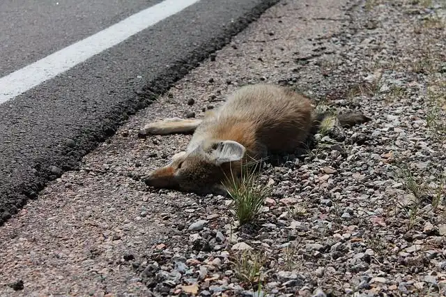 roadkill image