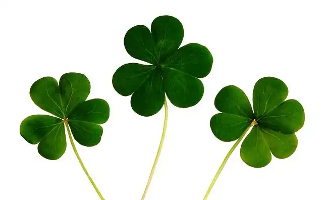 shamrock image