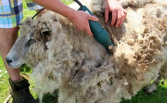 sheep-shearing image