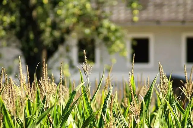 shingles image