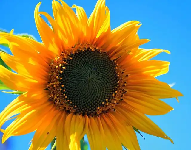 sunflower image