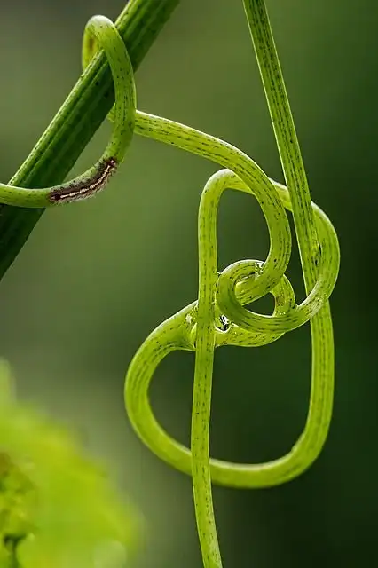 tangles image