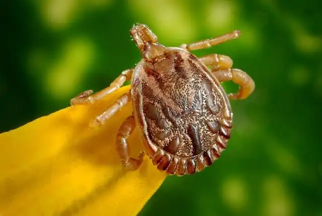 tick image