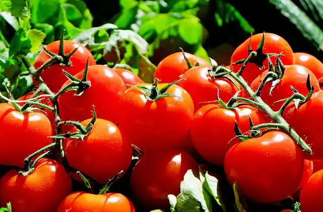 tomatoes image