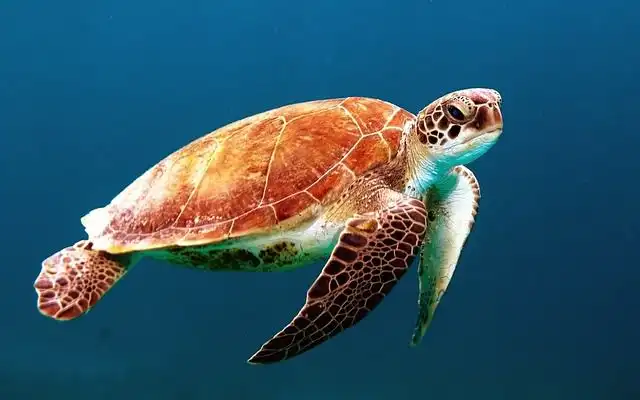 tortoise-or-turtle image