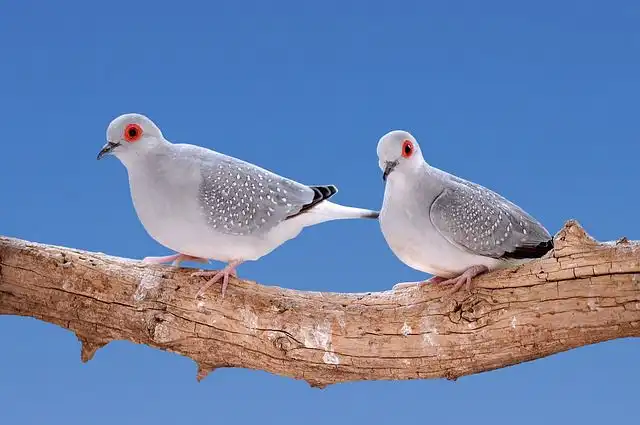 turtledove image